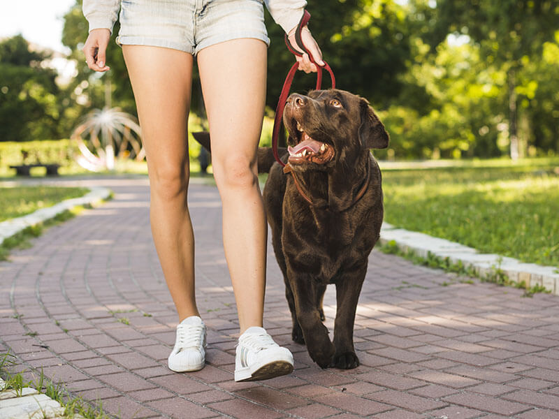 What Makes K9 Collagen the Best among Joint Supplements for Pets?